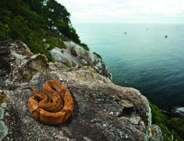 Ilha das cobras, a ilha mais perigosa do mundo fica no Brasil.