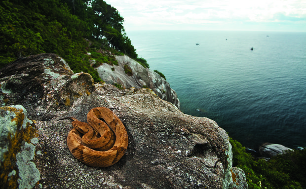 Ilha das cobras, a ilha mais perigosa do mundo fica no Brasil.